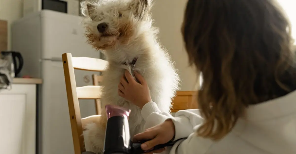 Les meilleures pratiques pour le toilettage des animaux seniors