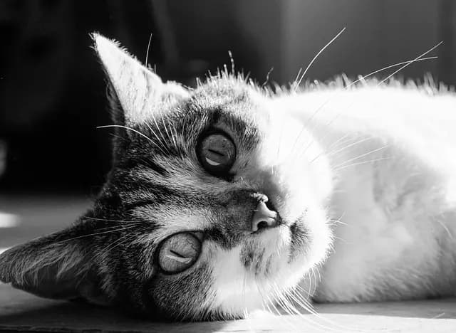 Les bienfaits du jardin thérapeutique pour animaux seniors