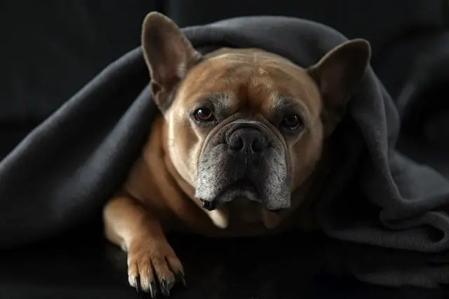 Les meilleures pratiques pour le bien-être des animaux seniors