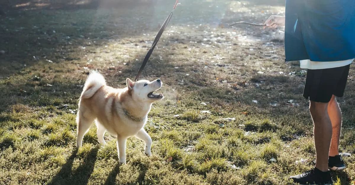 Quels sont les sports canins adaptés pour les seniors