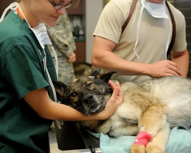 Comment organiser une visite vétérinaire réussie pour votre animal senior