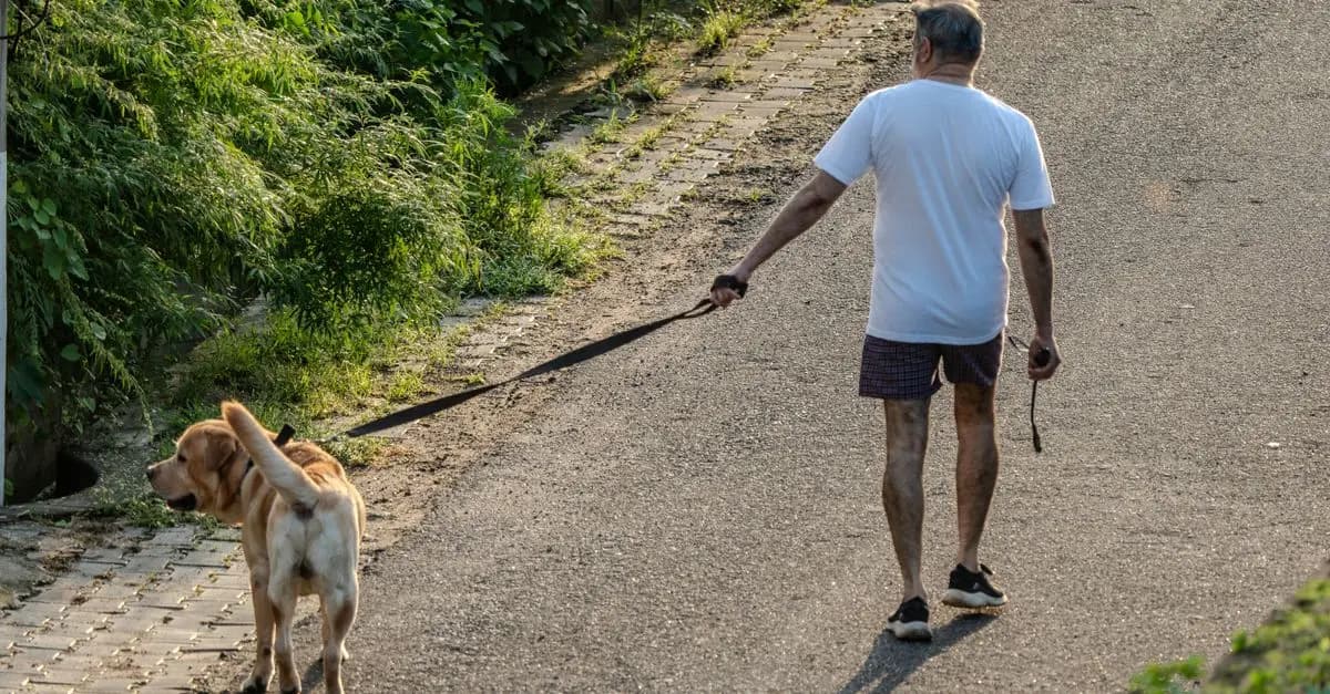 Comparatif : chiot ou chien adulte pour les seniors ?