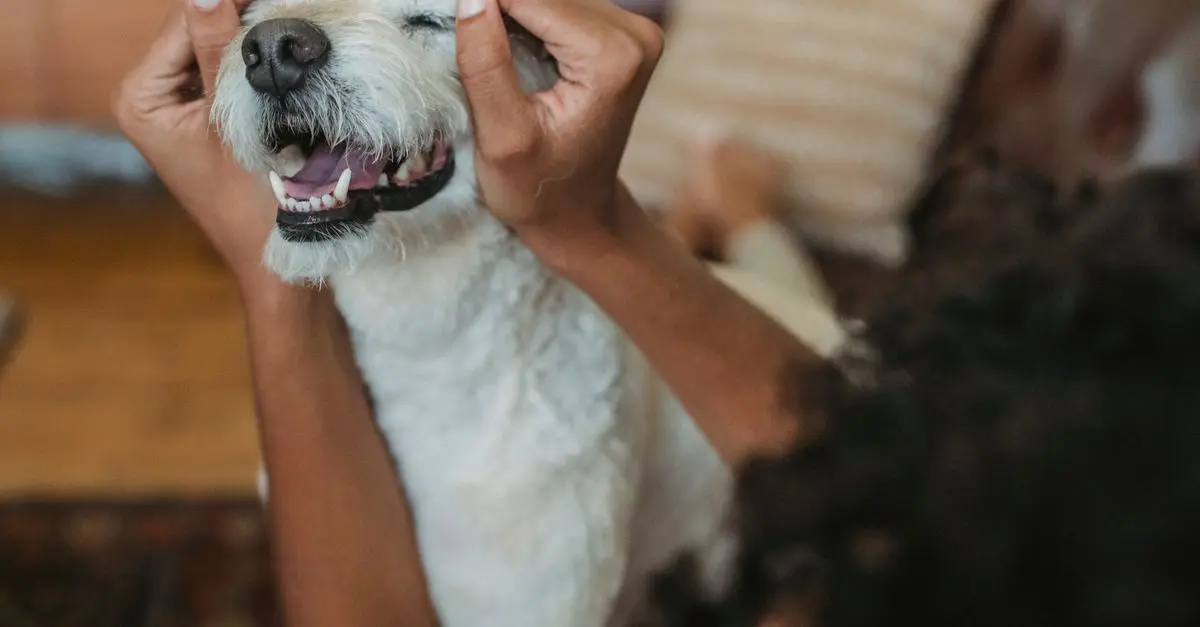 Comment enrichir la vie de votre animal senior au quotidien