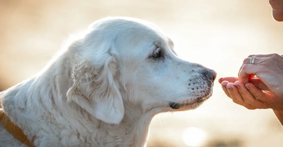 Adapter son jardin pour un animal senior