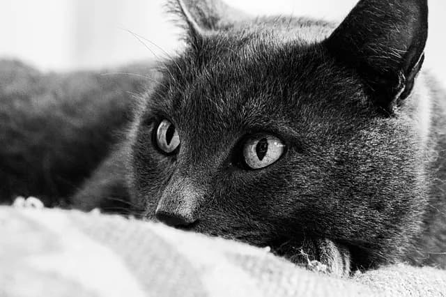 Comment gérer l'anxiété de séparation chez un chien senior
