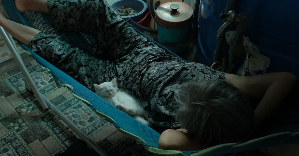 Les meilleures races de chats pour les personnes âgées