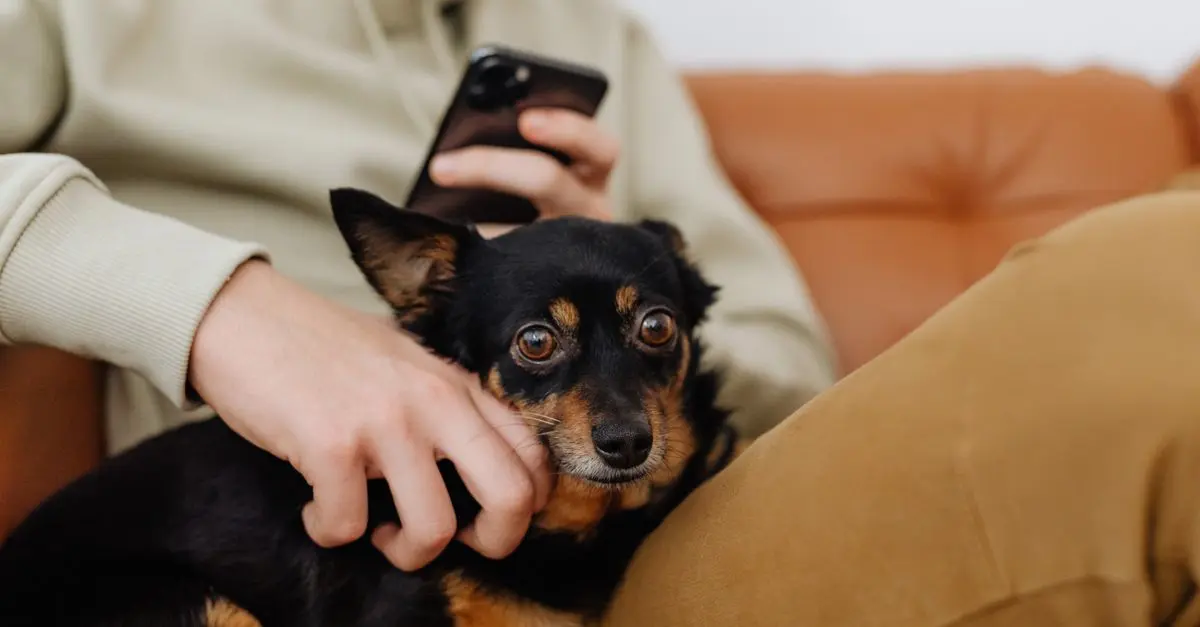 Top 5 des races de chiens idéales pour les seniors