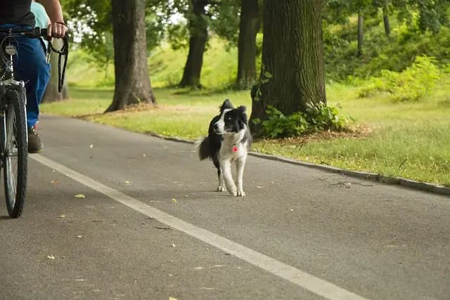 Les tendances des soins pour animaux seniors en 2026 : quoi de neuf ?