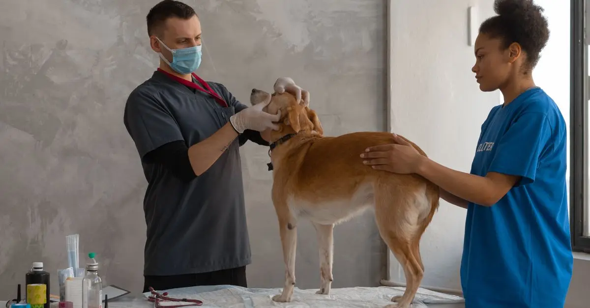 Les tendances des soins pour animaux seniors en 2026