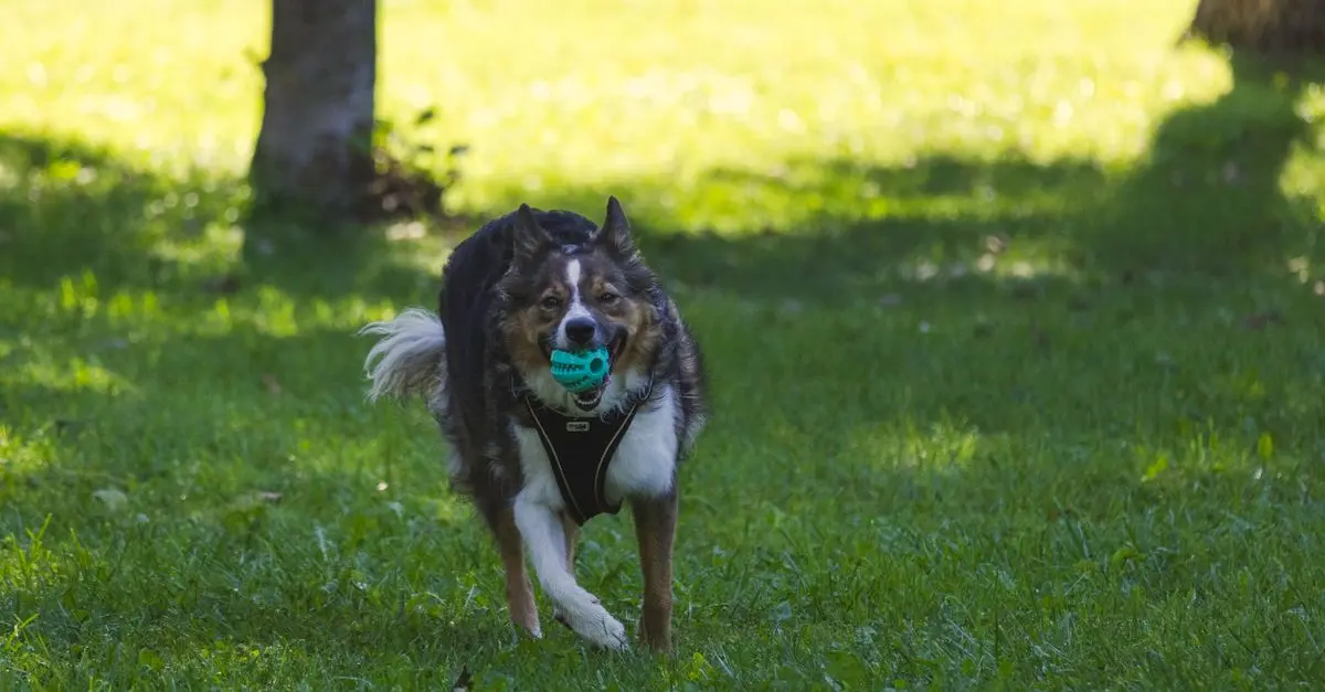 Comment choisir le bon jouet pour un animal senior