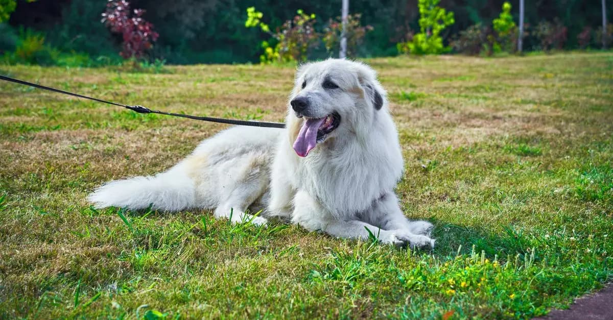 Astuces pour socialiser un chien senior