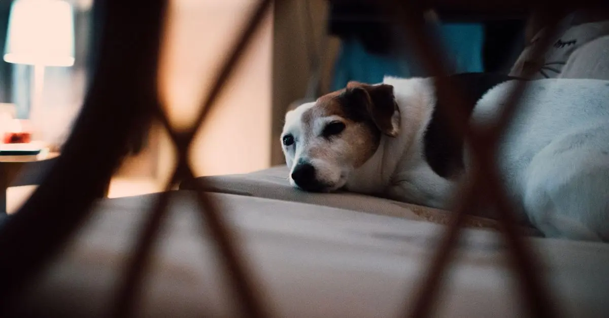 Comment adapter votre maison pour un animal senior