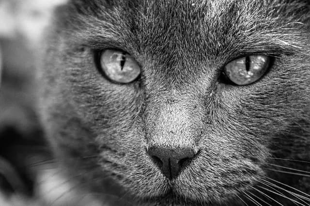 L'importance du jeu dans la vie d'un chat senior