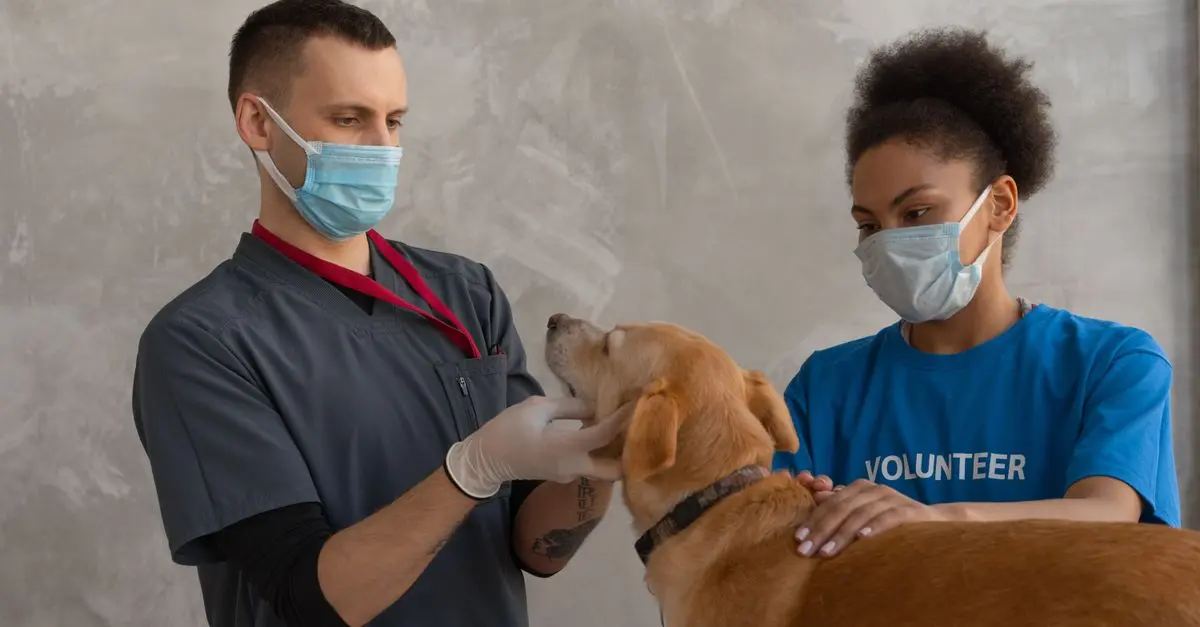 Comment choisir le bon vétérinaire pour un animal senior
