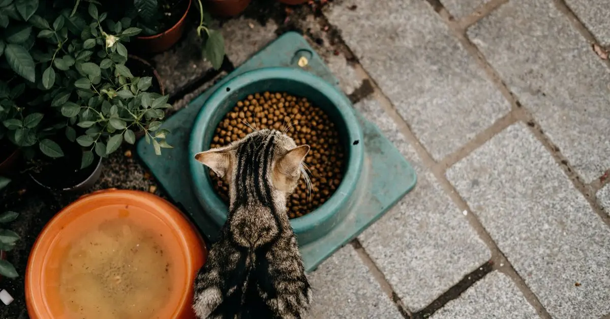 Les meilleures pratiques d'alimentation pour animaux seniors
