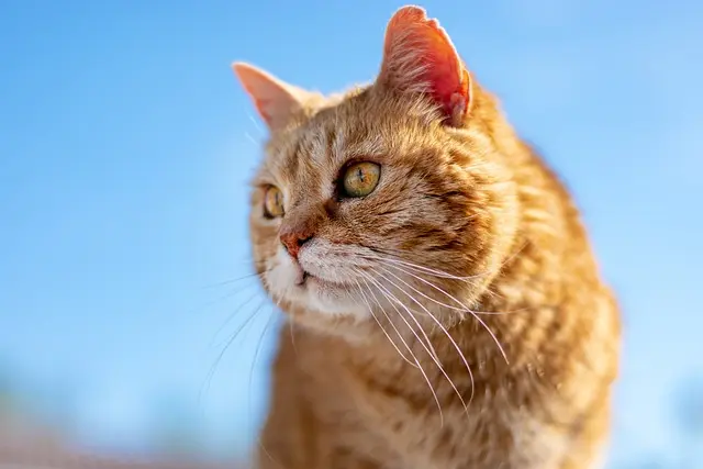 10 conseils essentiels pour le soin d'un animal senior