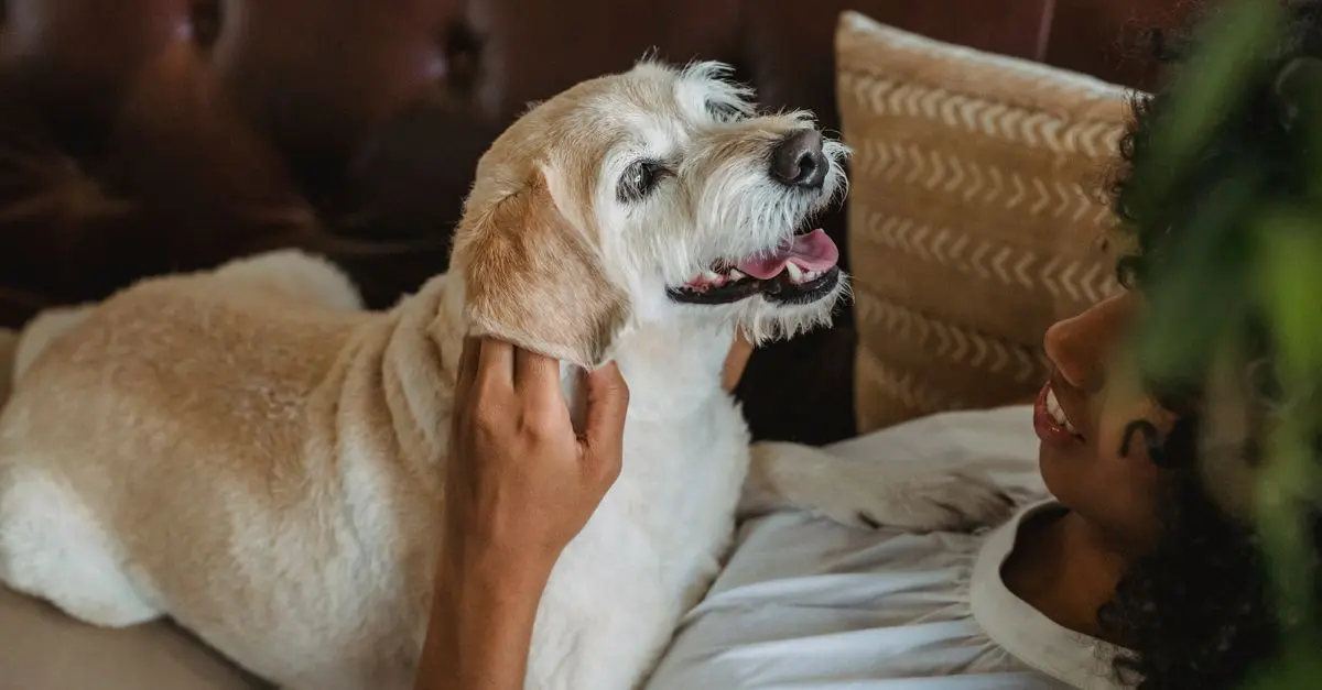 Quelles sont les tendances de soins pour animaux seniors en 2026 ?