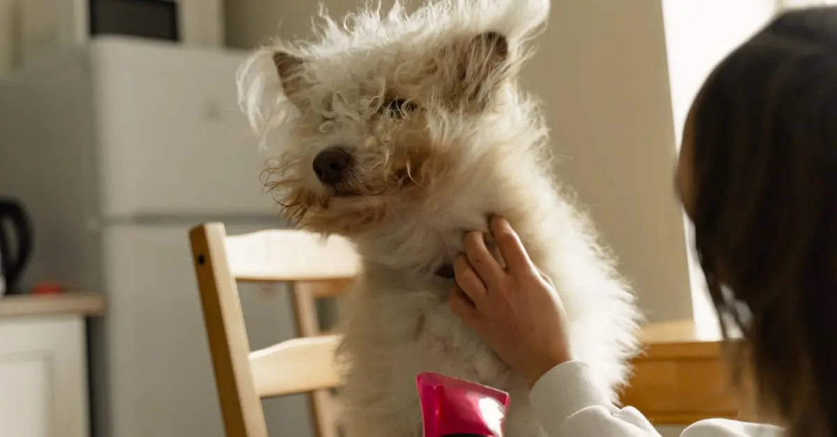 Les besoins spécifiques des animaux seniors : guide complet