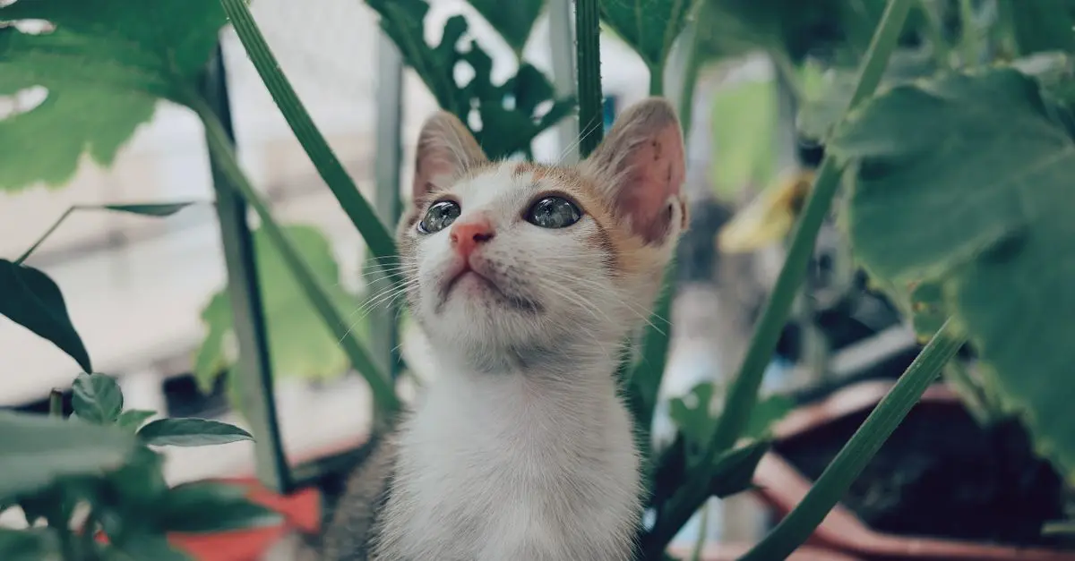 Comment intégrer des plantes sans danger pour votre animal senior