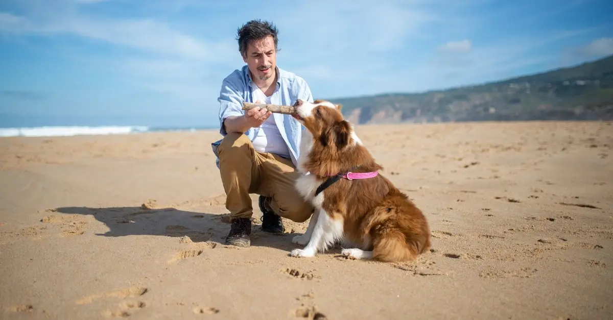 Comment préparer votre chien senior pour l'hiver