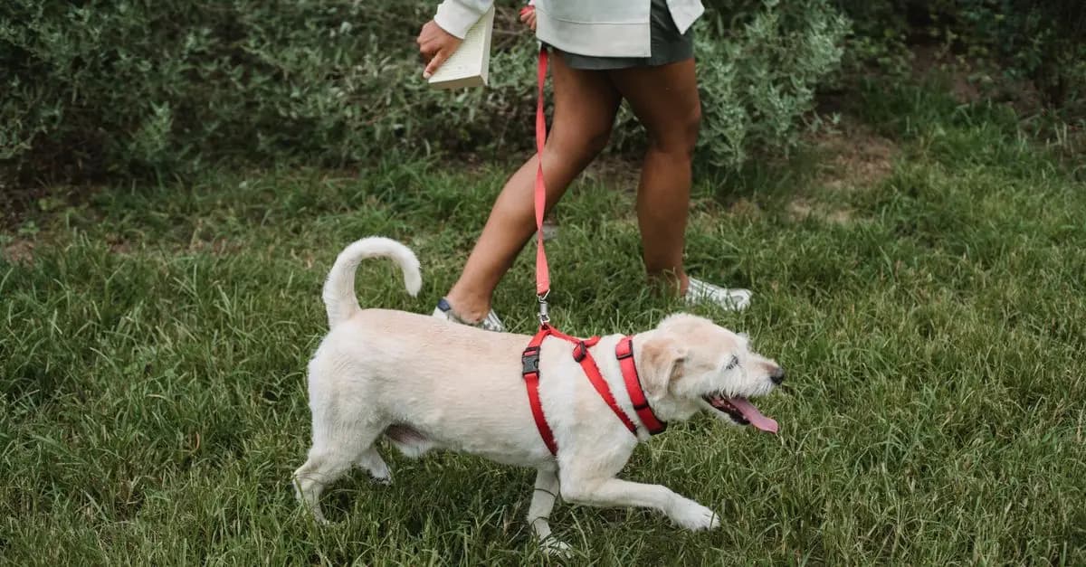 Les initiatives communautaires pour les seniors et leurs animaux