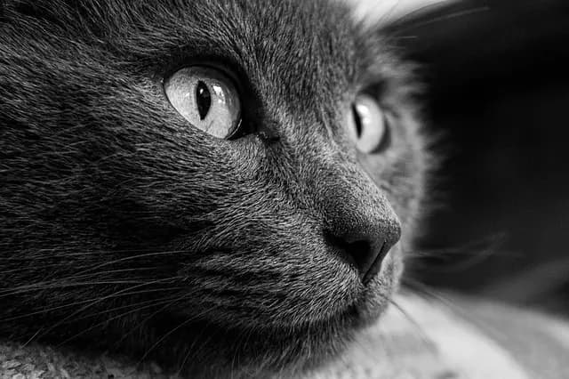 Les jeux de réflexion pour stimuler un chien âgé