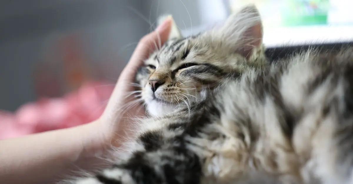 Les tendances des soins pour animaux seniors : quoi de neuf ?
