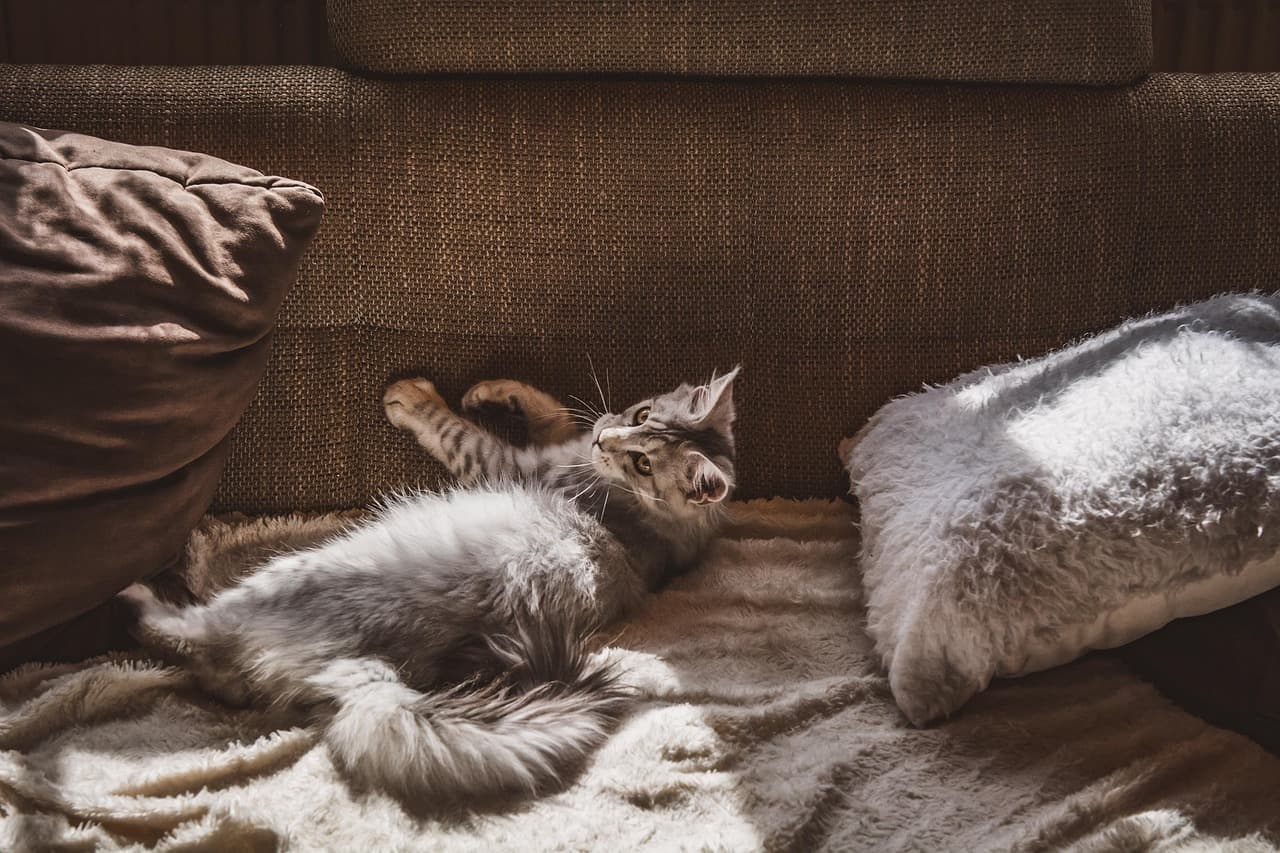 Comment créer un espace sécurisé pour votre animal senior