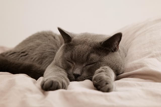 Les meilleures pratiques pour le bien-être des animaux seniors