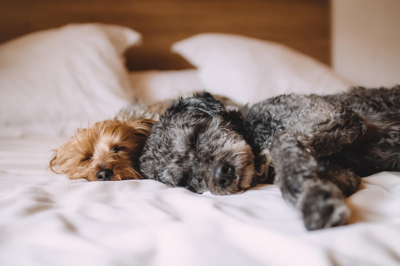 Les meilleures pratiques pour nourrir un chien senior