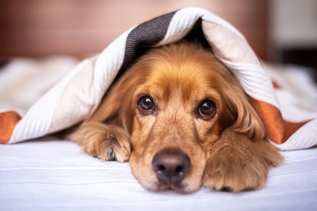Les meilleures pratiques pour le soin d'un animal senior