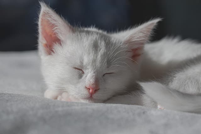 Comment créer un environnement adapté pour un animal senior